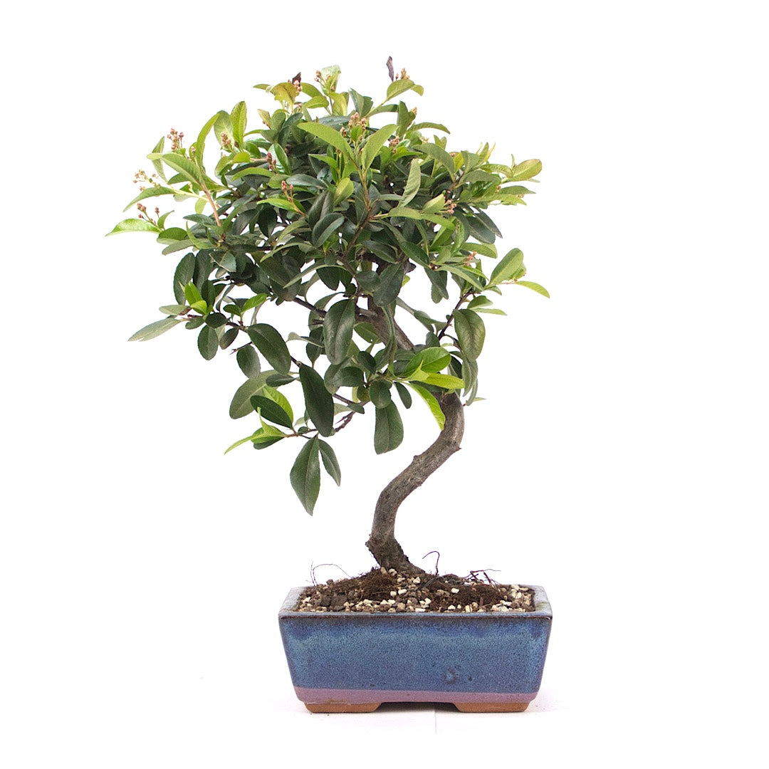 Feuerdorn 'Pyracantha coccinea'